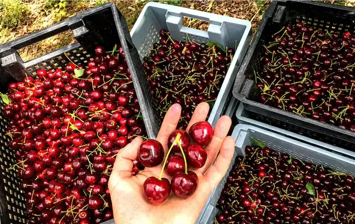 La cereza de Los Antiguos, primera fruta argentina con denominación de origen para exportación
